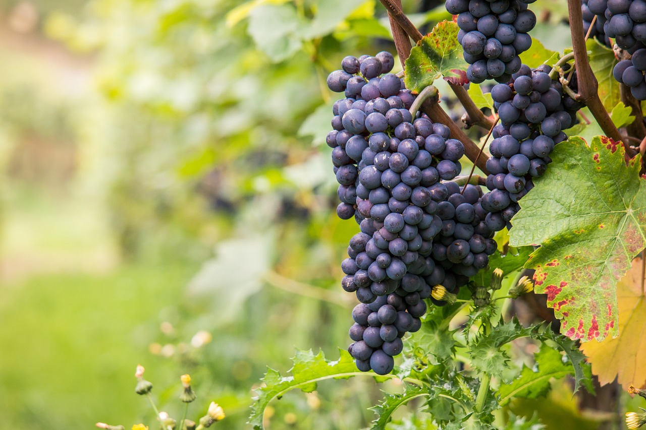 wine, grapes, late burgundy-980218.jpg